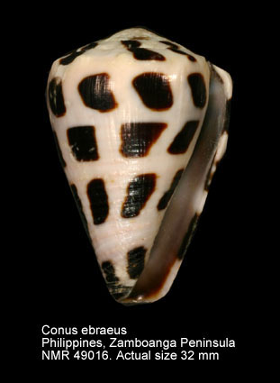 Conus ebraeus.jpg - Conus ebraeusLinnaeus,1758